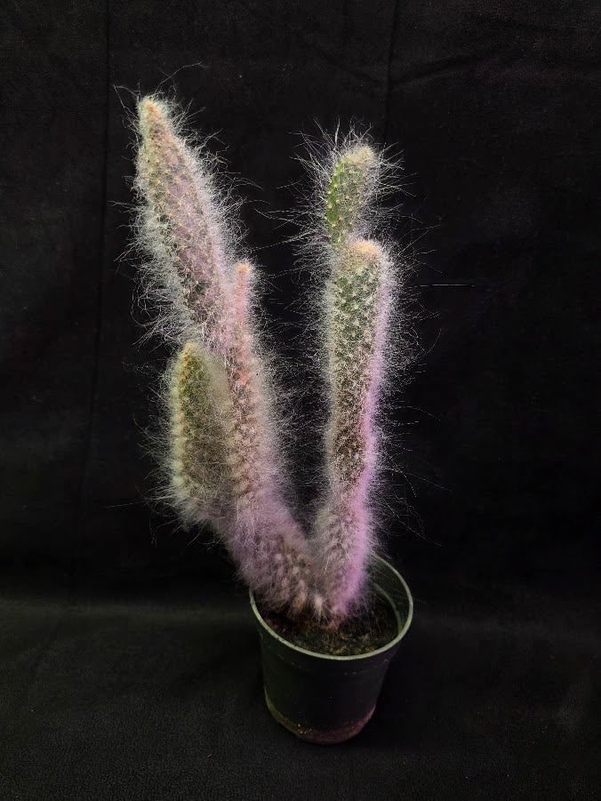 Opuntia Snow Cactus #02