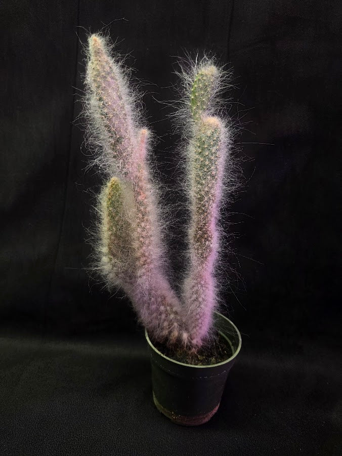 Opuntia Snow Cactus #02