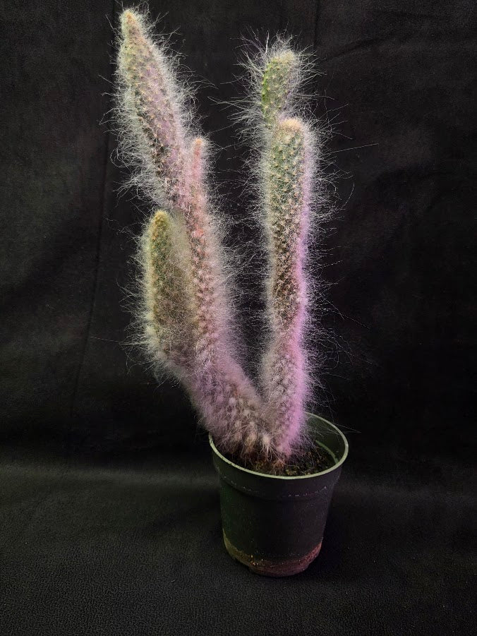 Opuntia Snow Cactus #02