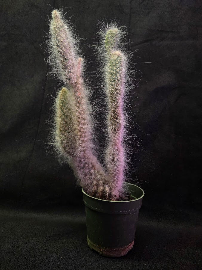 Opuntia Snow Cactus #02