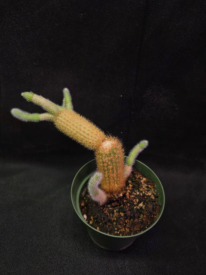 Golden Rat Tail Cactus #01