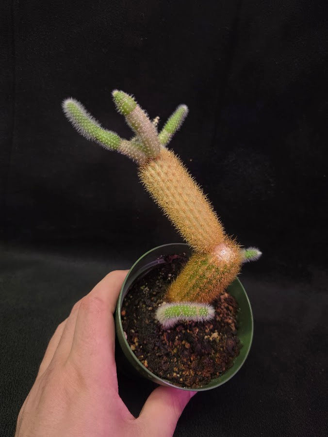 Golden Rat Tail Cactus #01