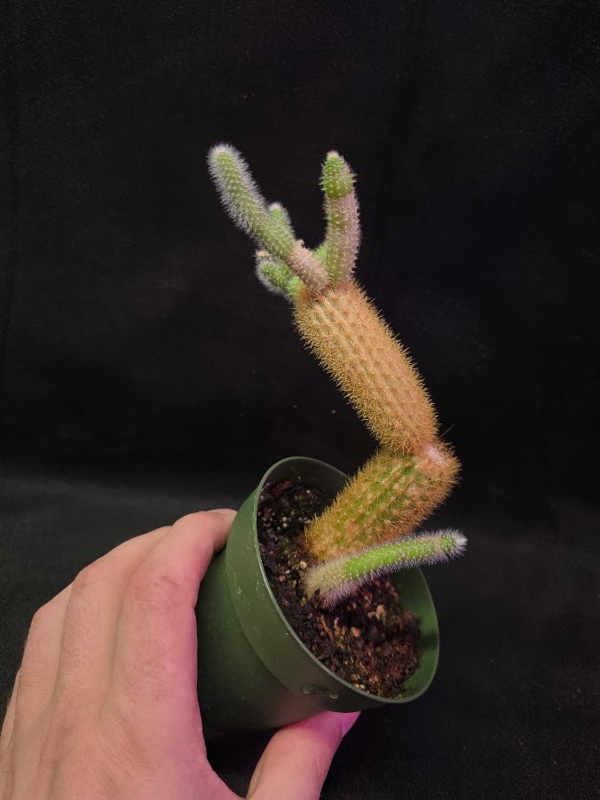 Golden Rat Tail Cactus #01
