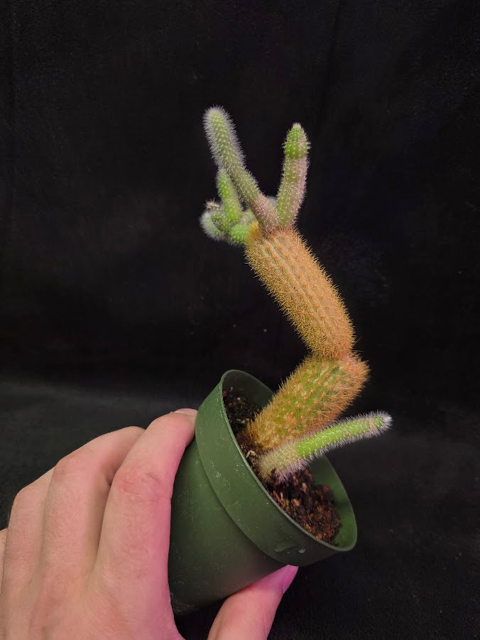 Golden Rat Tail Cactus #01