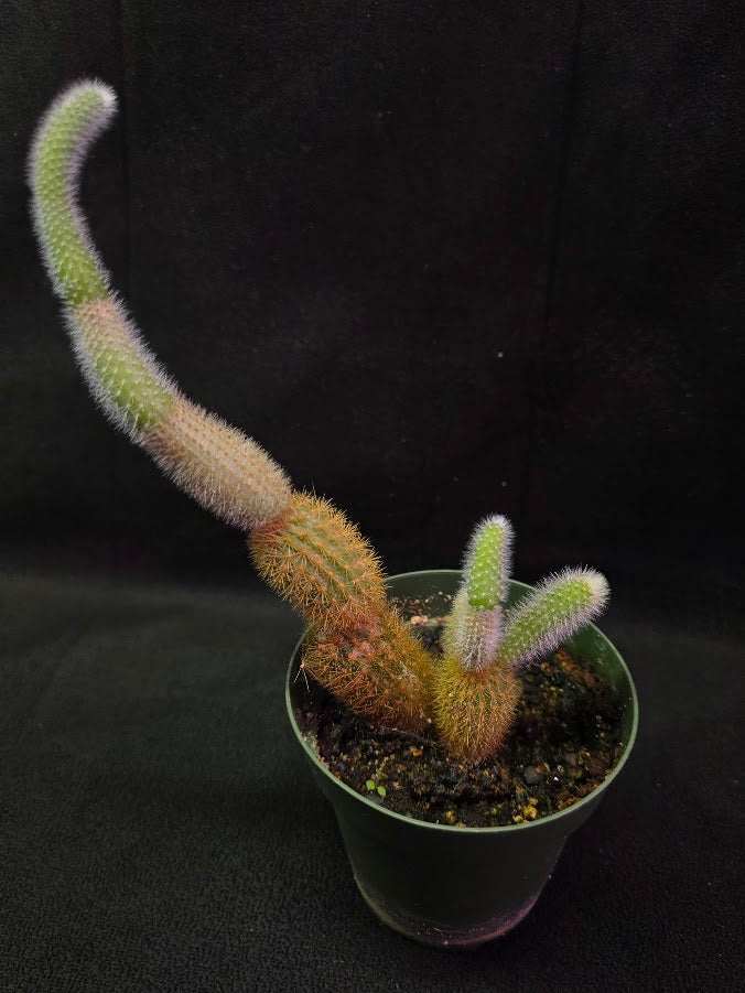 Golden Rat Tail Cactus #02