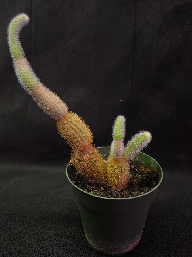 Golden Rat Tail Cactus #02