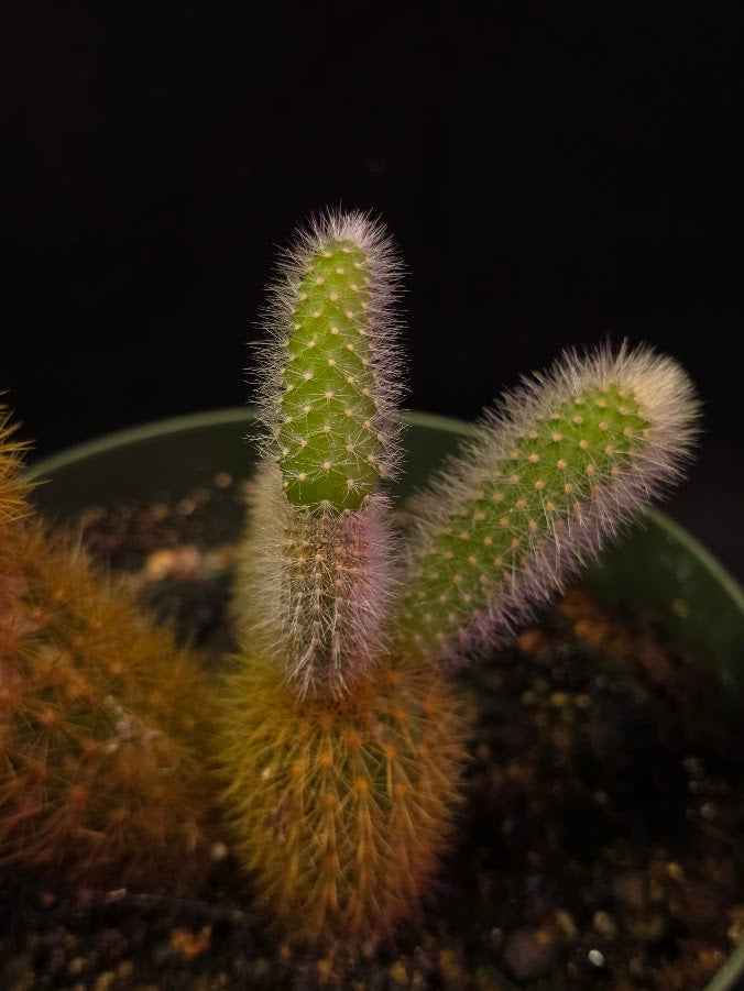 Golden Rat Tail Cactus #02