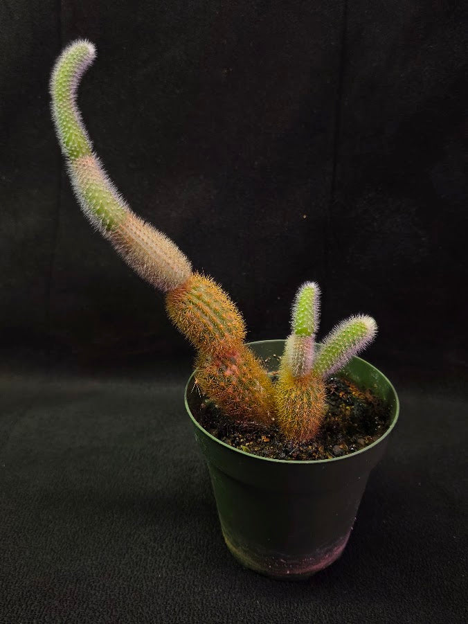 Golden Rat Tail Cactus #02