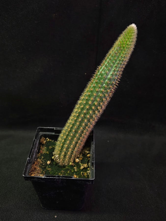 Golden Rat Tail Cactus #03