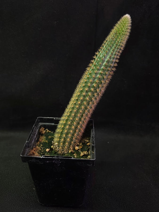 Golden Rat Tail Cactus #03