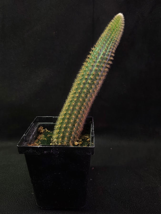 Golden Rat Tail Cactus #03