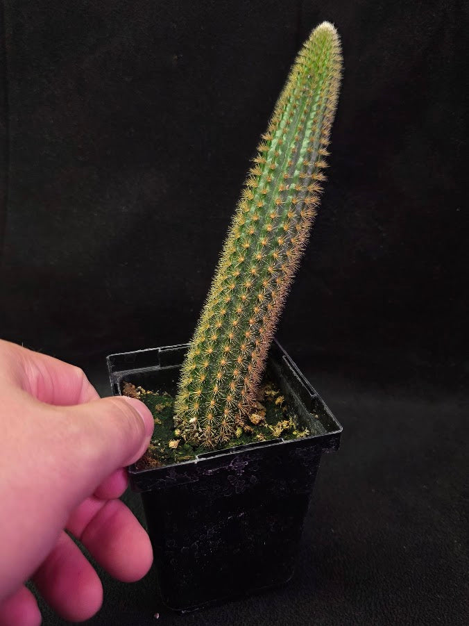 Golden Rat Tail Cactus #03