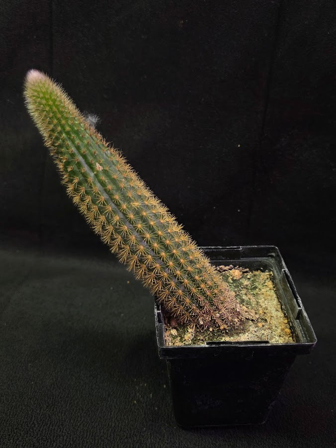 Golden Rat Tail Cactus #04