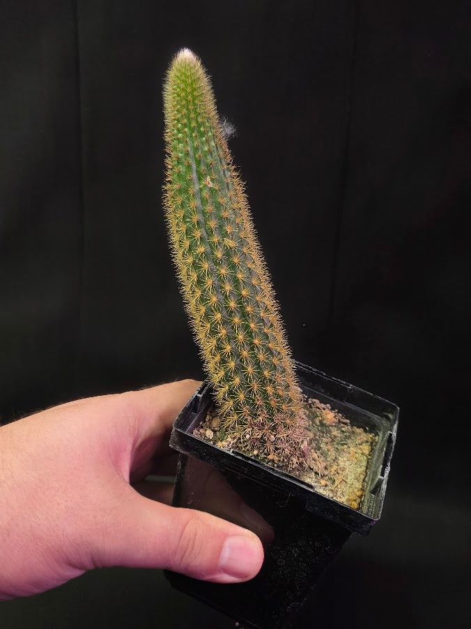 Golden Rat Tail Cactus #04
