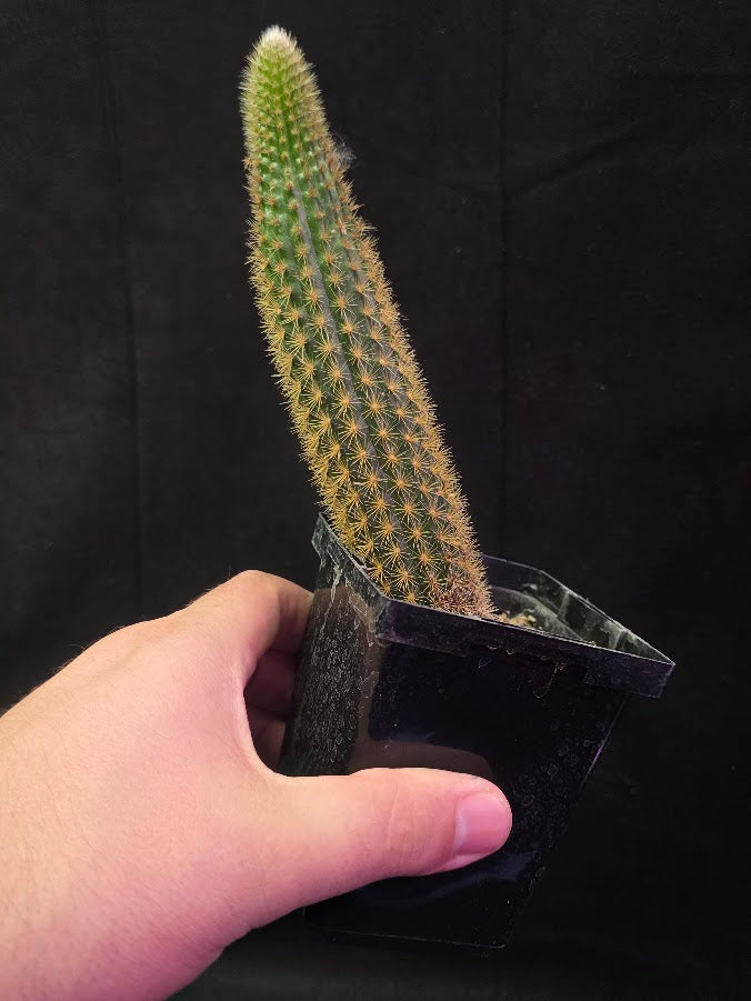 Golden Rat Tail Cactus #04