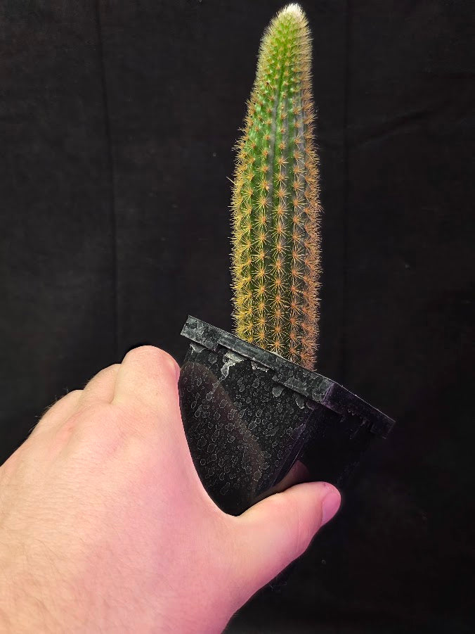 Golden Rat Tail Cactus #04