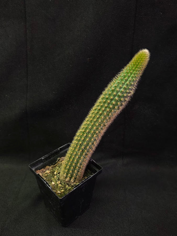 Golden Rat Tail Cactus #05