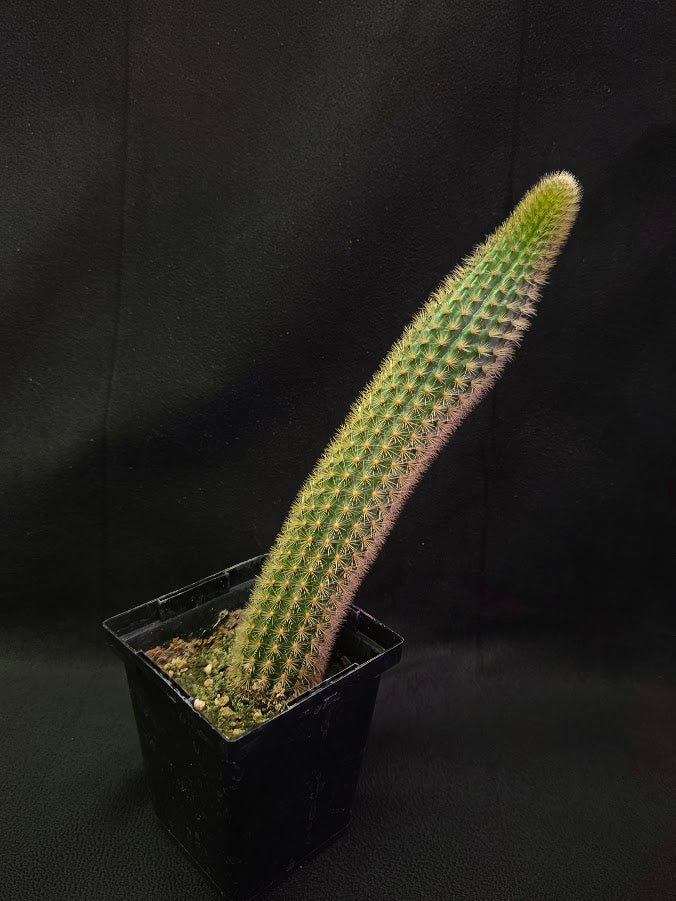 Golden Rat Tail Cactus #05