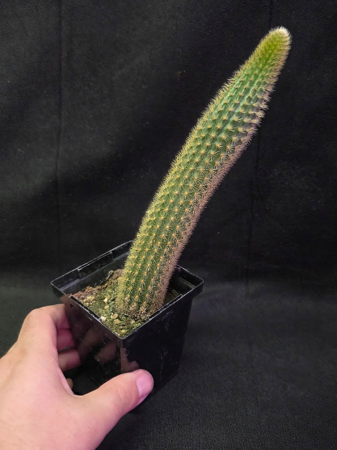 Golden Rat Tail Cactus #05