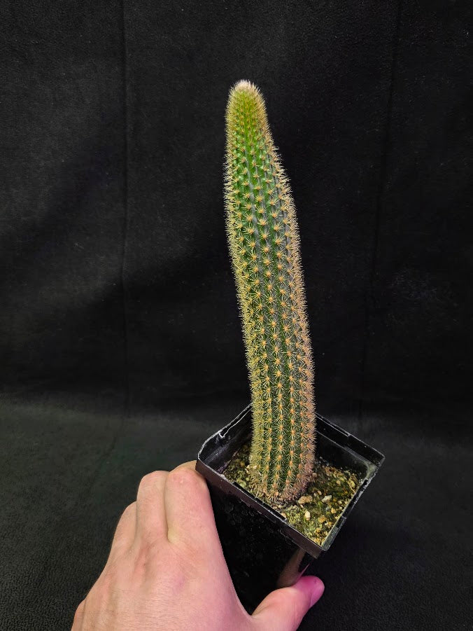 Golden Rat Tail Cactus #05