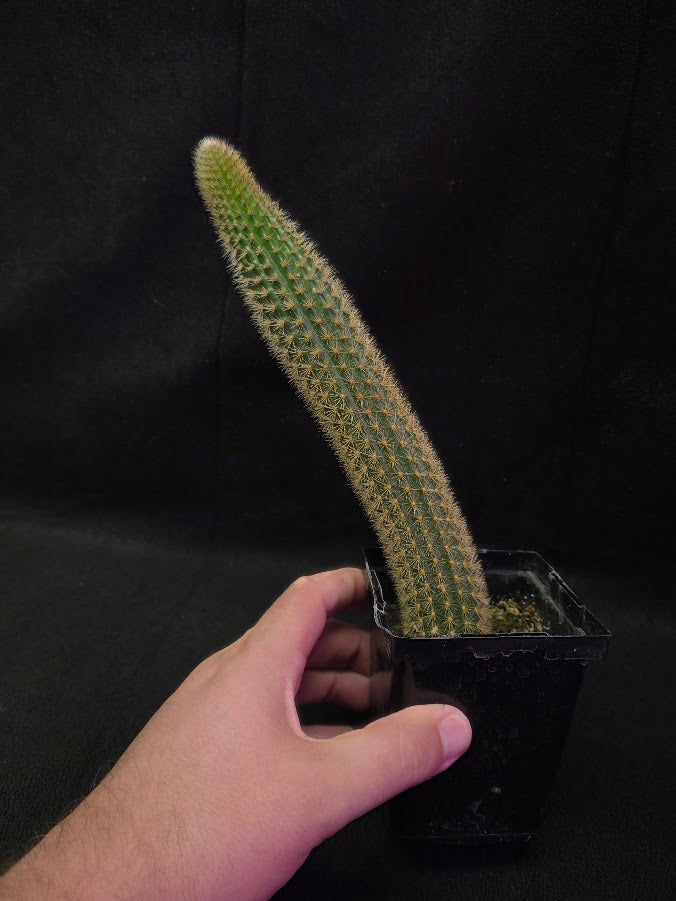 Golden Rat Tail Cactus #05