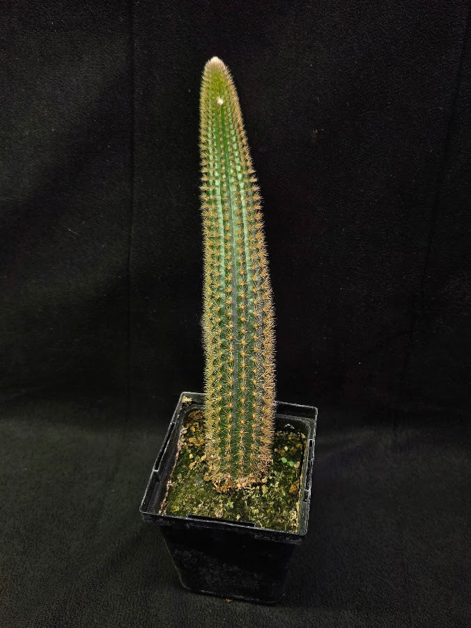 Golden Rat Tail Cactus #06