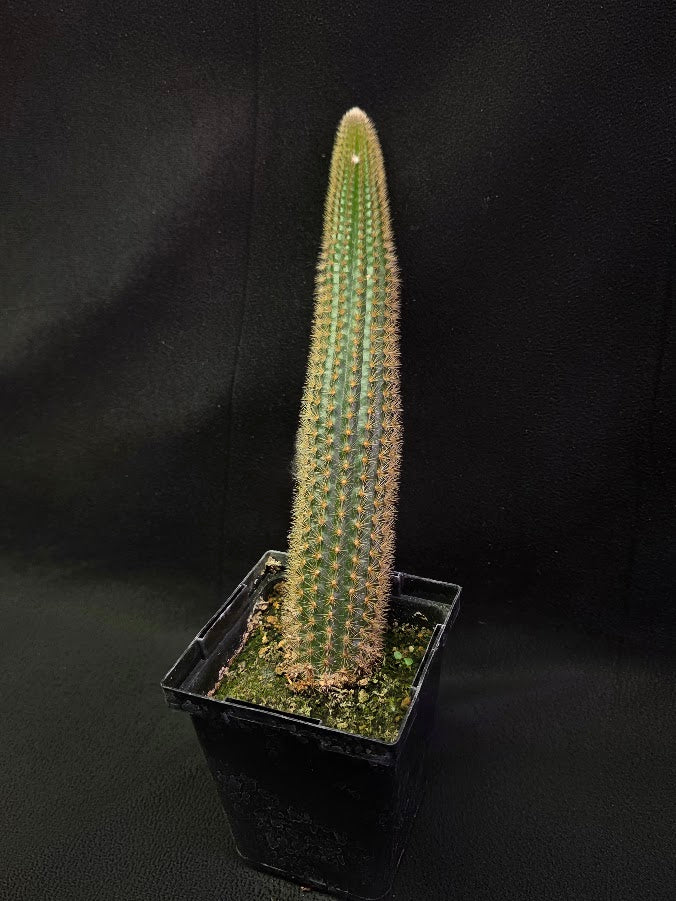 Golden Rat Tail Cactus #06