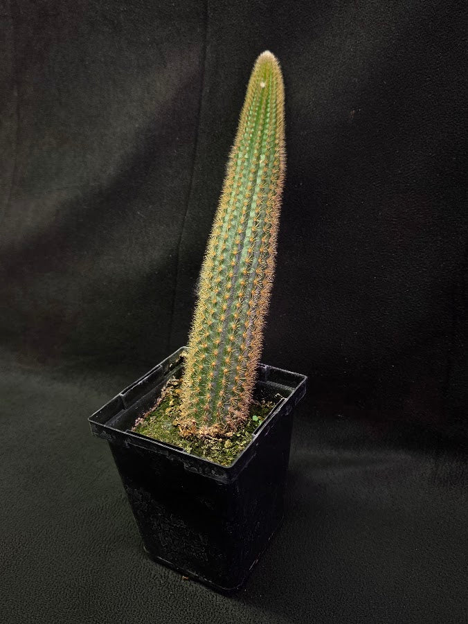 Golden Rat Tail Cactus #06