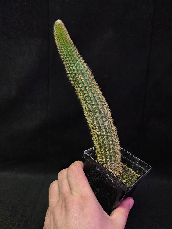 Golden Rat Tail Cactus #06