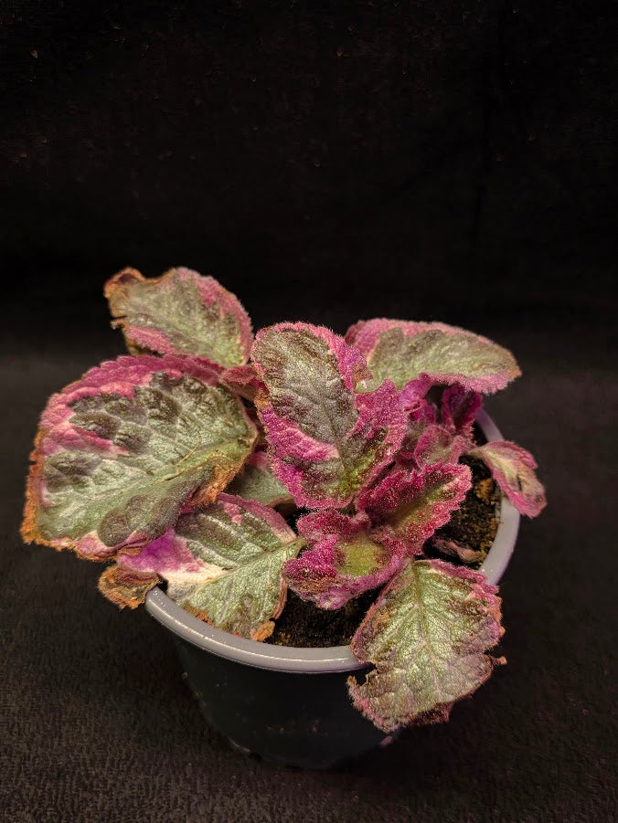 Pink Especia Smoke #01