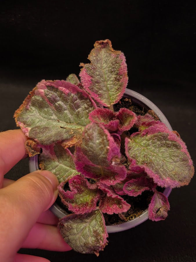 Pink Especia Smoke #01