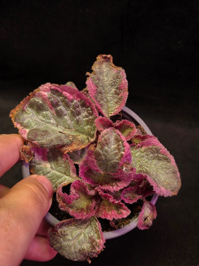 Pink Especia Smoke #01