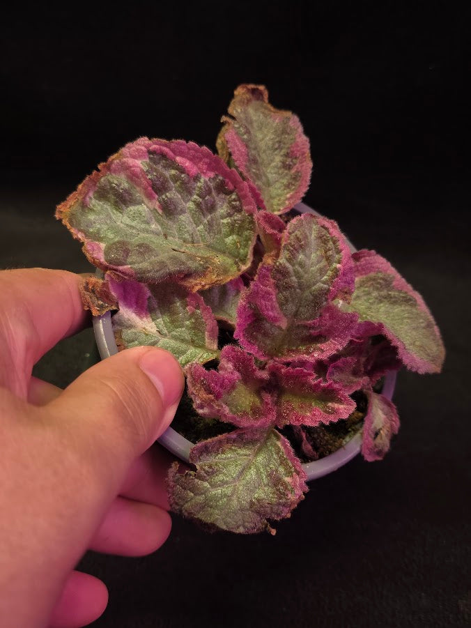 Pink Especia Smoke #01