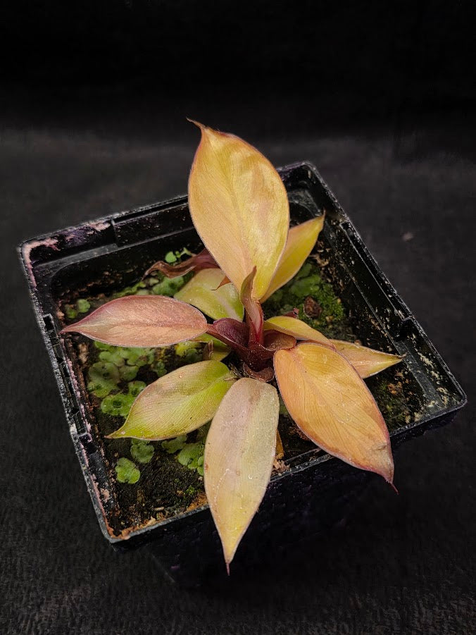 Philodendron Prince of Orange #01