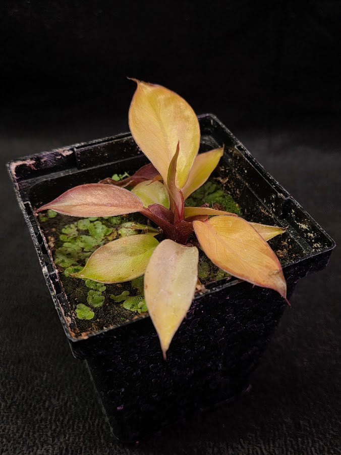 Philodendron Prince of Orange #01