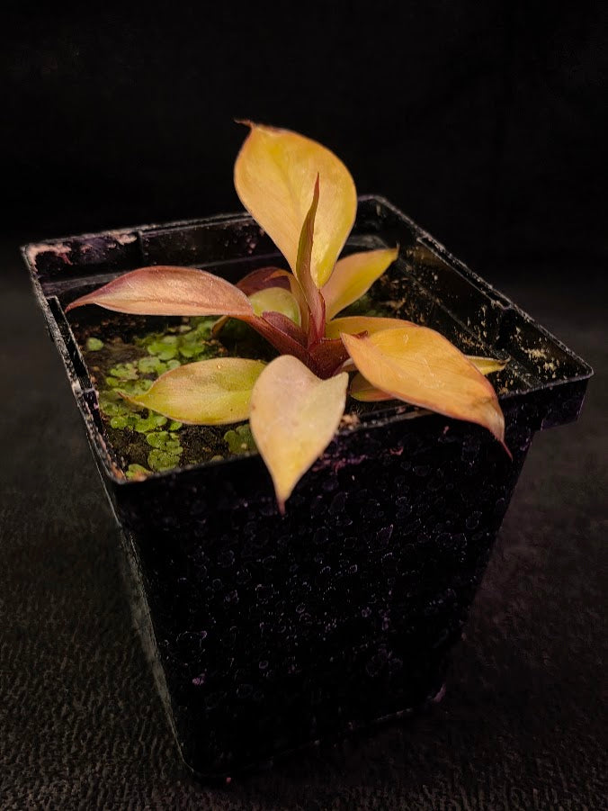 Philodendron Prince of Orange #01