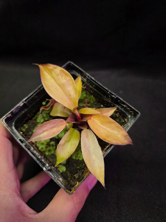 Philodendron Prince of Orange #01
