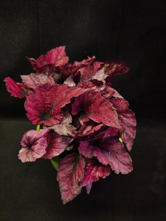 Begonia Rex Shadow Pink King #01