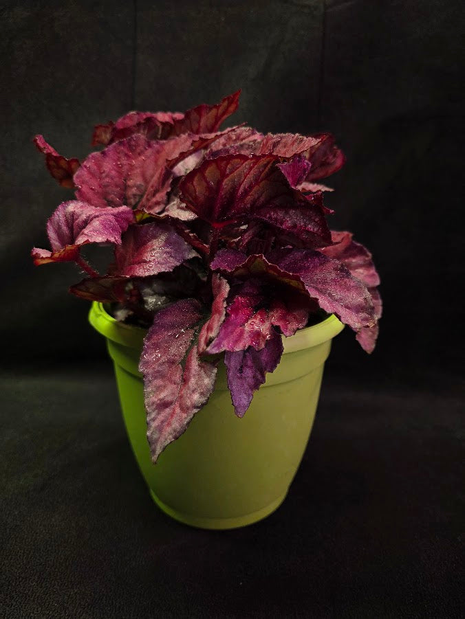 Begonia Rex Shadow Pink King #01