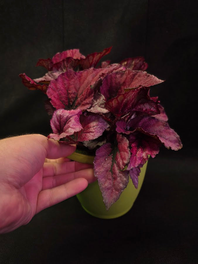 Begonia Rex Shadow Pink King #01