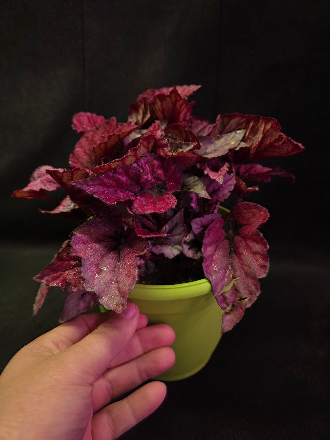 Begonia Rex Shadow Pink King #01