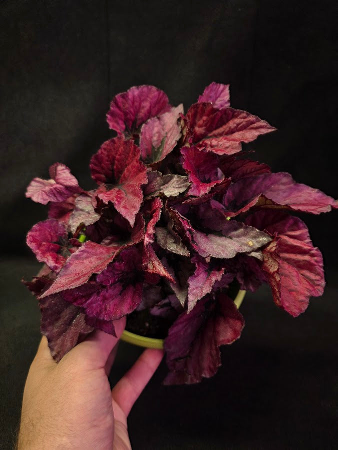 Begonia Rex Shadow Pink King #01