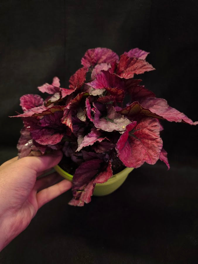 Begonia Rex Shadow Pink King #01