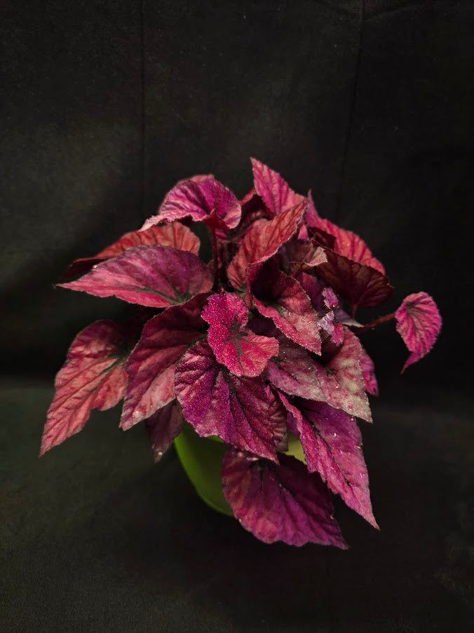 Begonia Rex Shadow Pink King #02