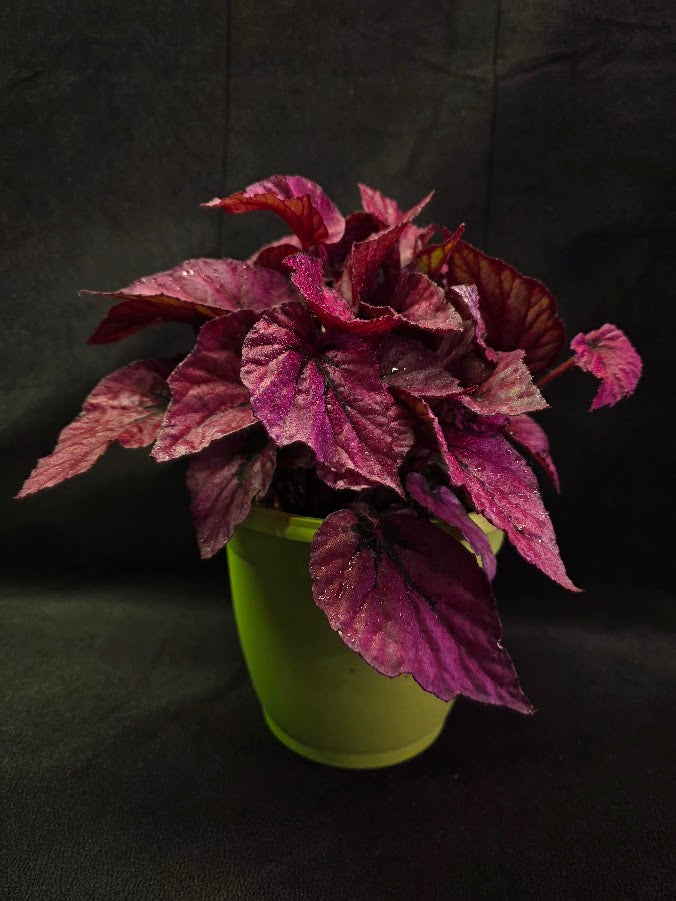 Begonia Rex Shadow Pink King #02