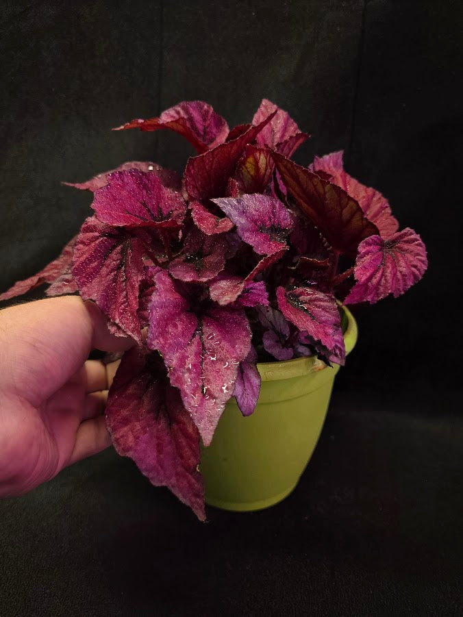 Begonia Rex Shadow Pink King #02
