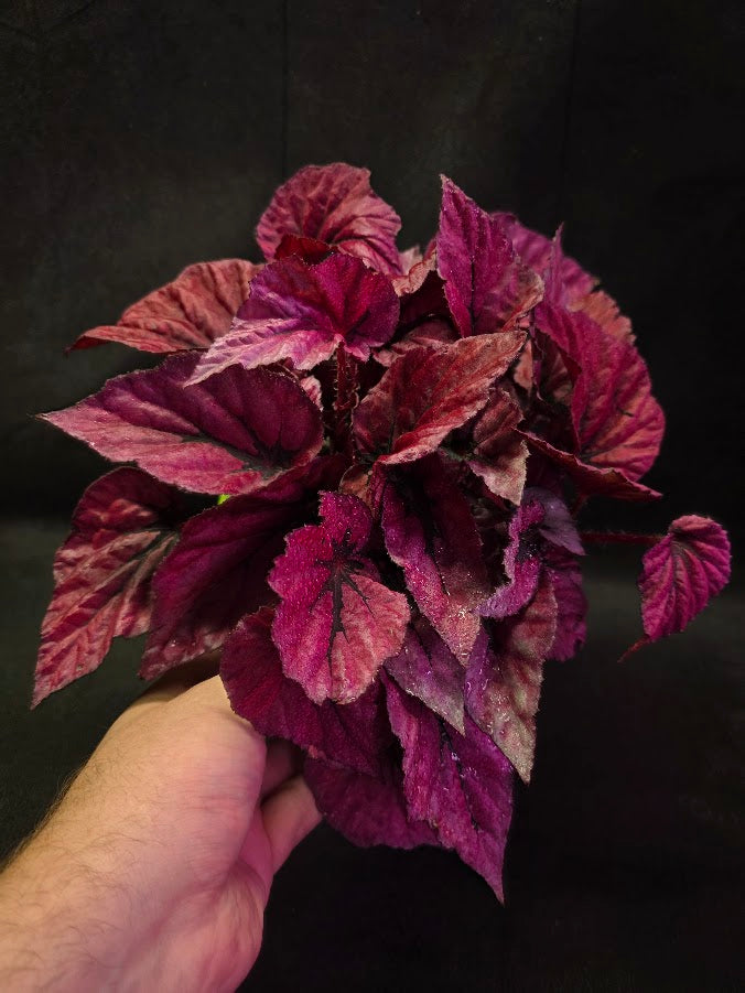 Begonia Rex Shadow Pink King #02