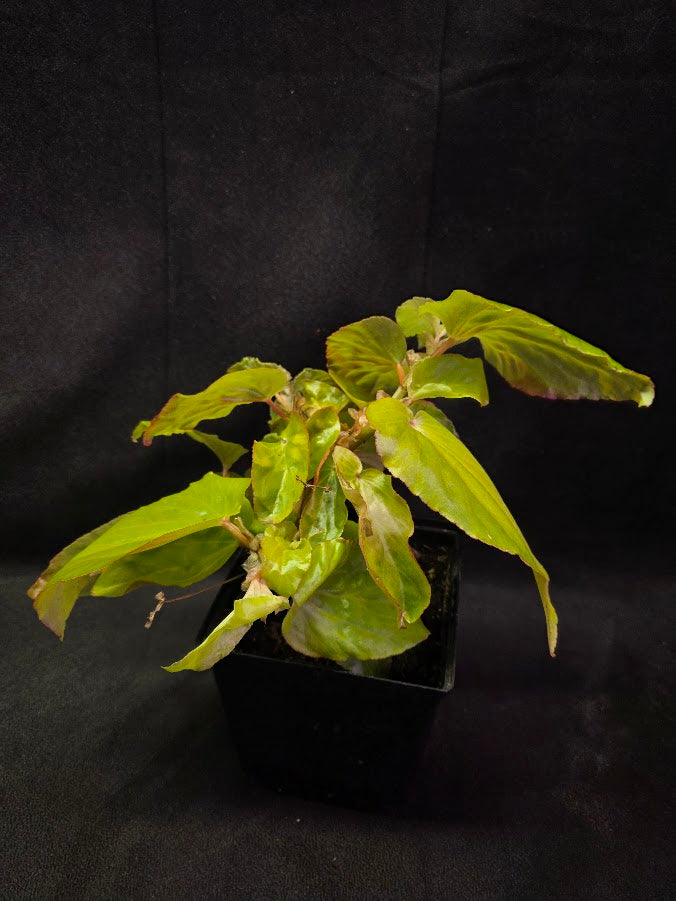Begonia Canary Wings #01