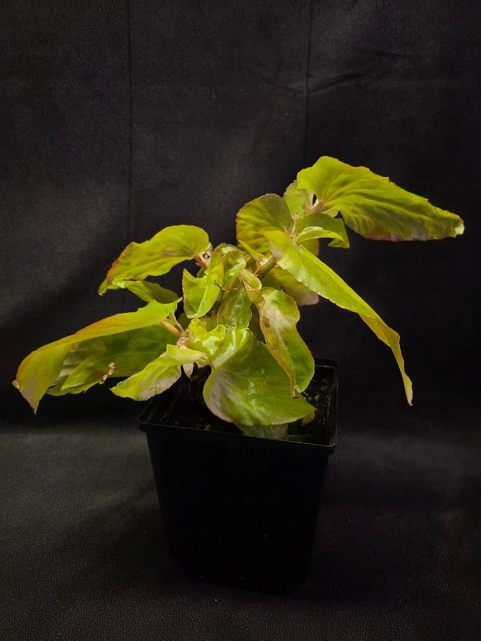 Begonia Canary Wings #01