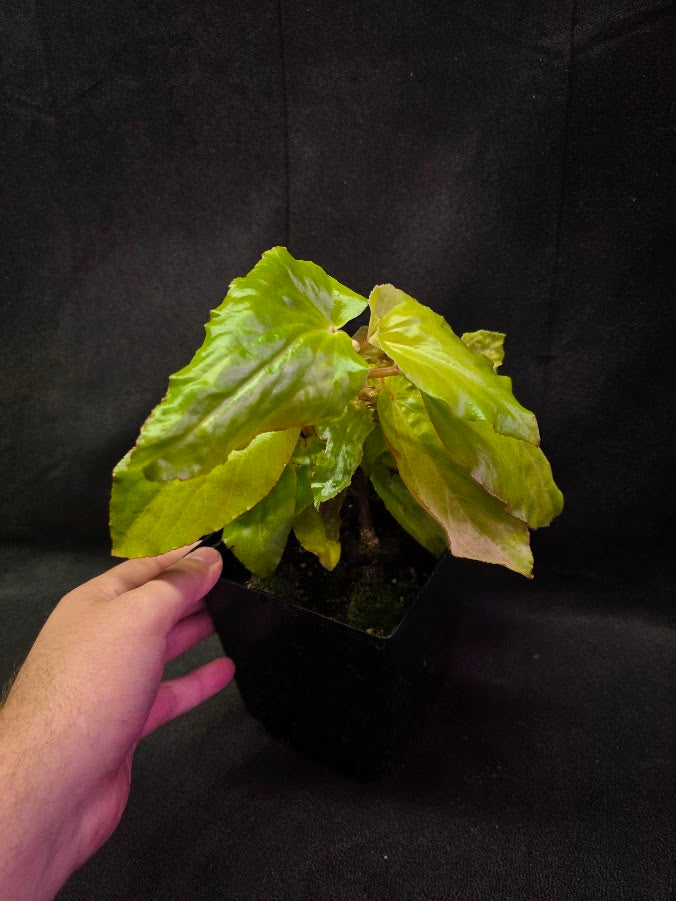 Begonia Canary Wings #01